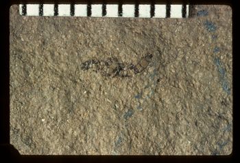 Media type: image;   Entomology PALE-1581 Aspect: full